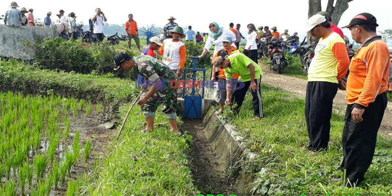 Babinsa Bantu Petani Basmi Hama Tikus Denga Gropyokan