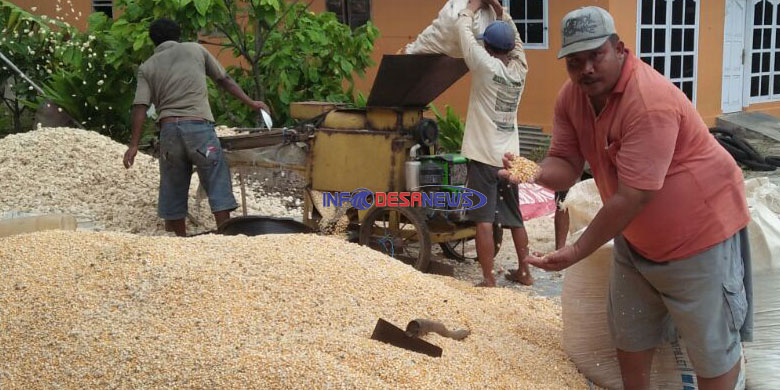 Petani Jagung Di Lampung Selatan Keluhkan Onjloknya Harga Jual