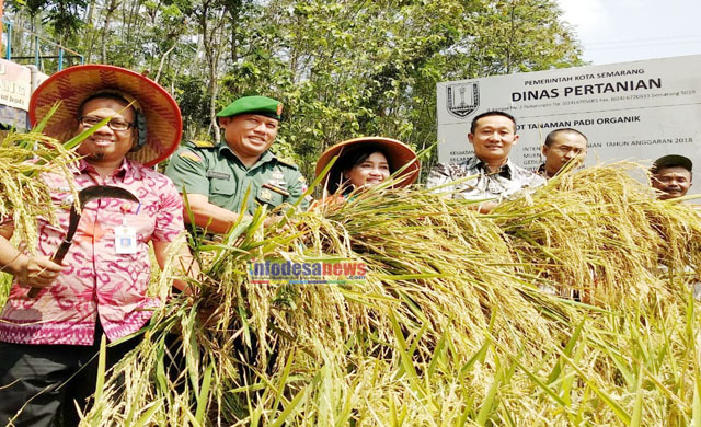 Panen Padi Organik Bersama Dandim dan Walikota Semarang