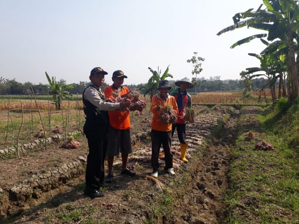 Bhabinkamtibmas Polsek Sambong Polres Blora, Dampingi Petani Dari Masa Tanam Hingga Panen Bawang Merah