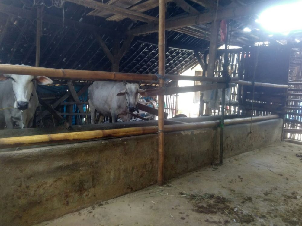 5 Ekor Sapi Milik Warga Candipuro Digondol Maling 2 Diketemukan