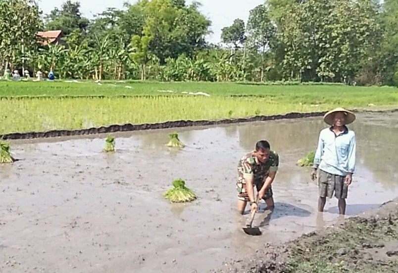 Babinsa Turun Ke Sawah Bantu Siapkan Lahan Tanam Padi Petani