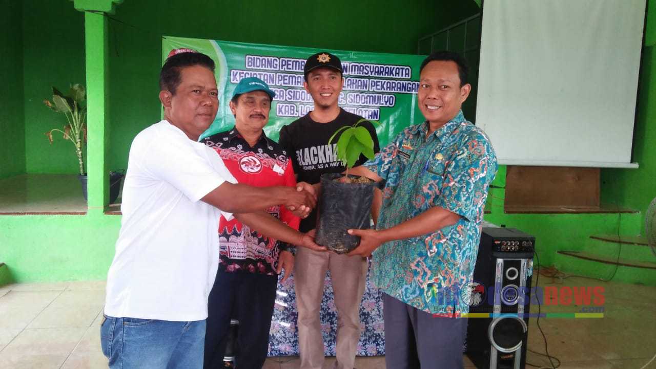 Desa Sidodadi Bagikan Bibit Alpukat
