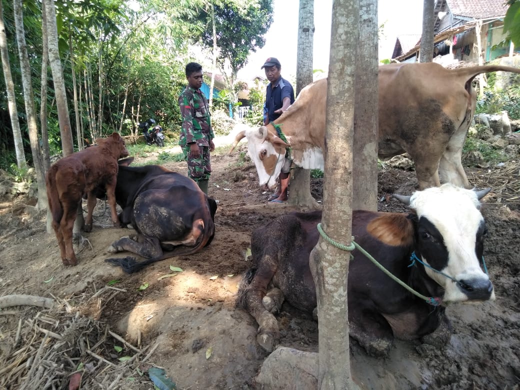 Tentara Ini Manfaatkan Waktu Sela TMMD Untuk Belajar Ilmu Berternak Sapi