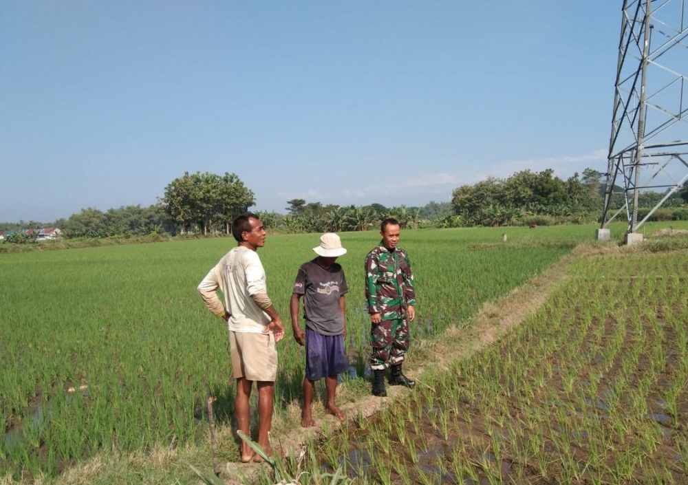 Berbekal Pengalaman, Sertu Qudori Babinsa Sidorejo Bantu Petani Basmi Hama Keong