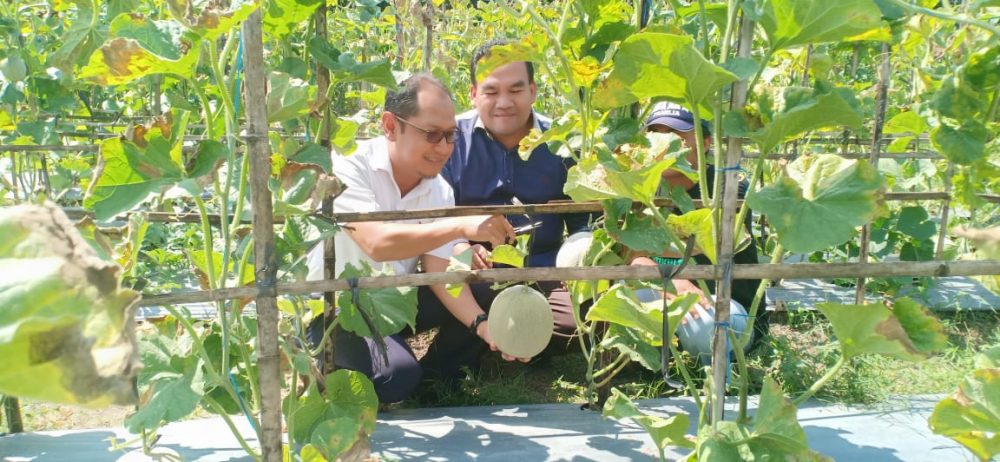 Budidaya Melon Orange Di Karangboyo sangat Menguntungkan dan Menjajikan