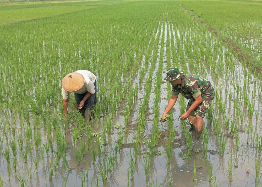Babinsa Geger Dengan Semangat Turun Ke Sawah Bantu Petani Berantas Gulma