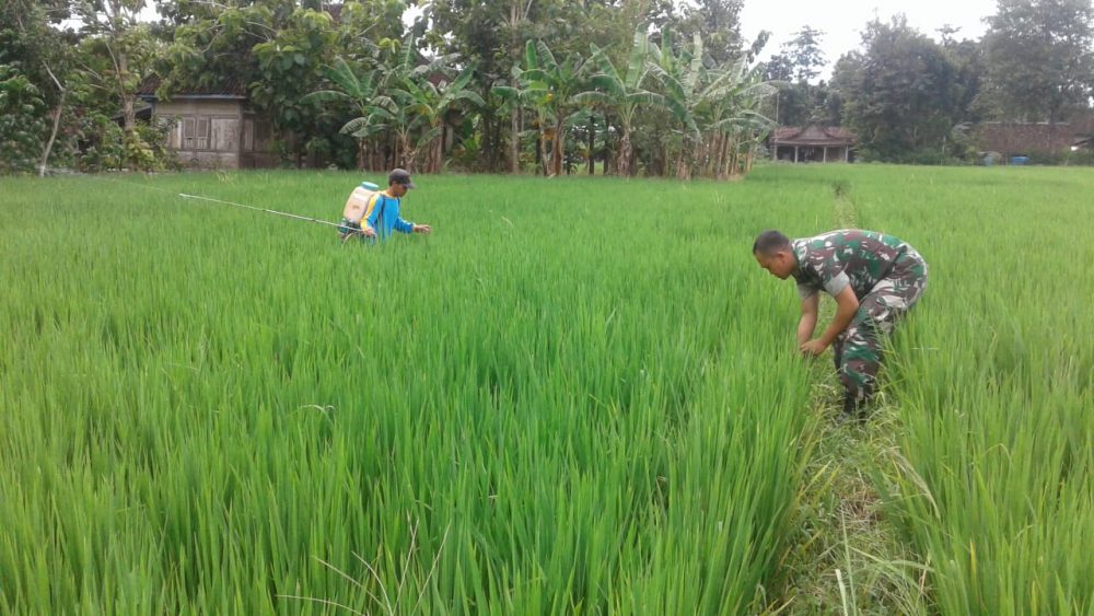 Masih Dalam Suasana Lebaran, Tapi Tidak Mengurangi Semangat Babinsa Ini Untuk Membantu Petani