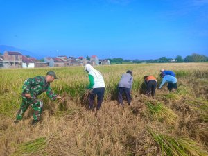 Babinsa  Sang Motivator Penggerak Semangat Petani