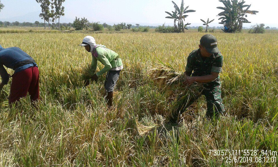 Bersama Rakyat TNI Kuat, Babinsa koramil 0810/15 Rejoso Bantu Panen Padi