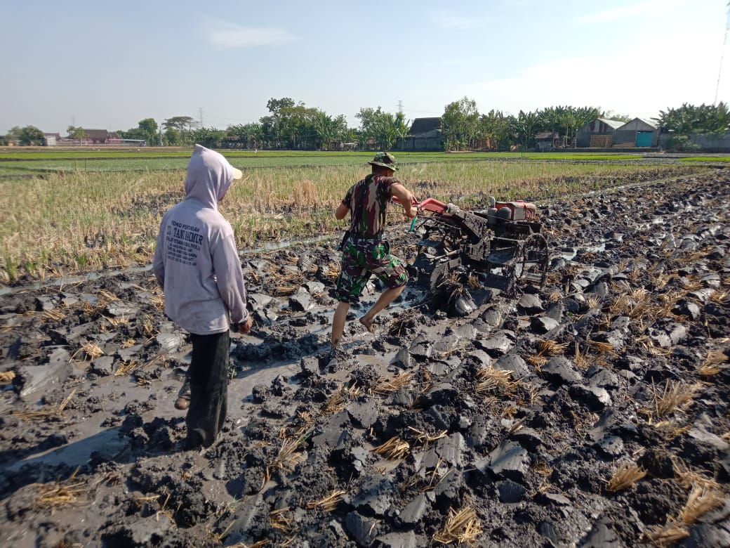 Anggota Koramil Kwadungan Bantu Petani Bajak Sawah Dengan Traktor