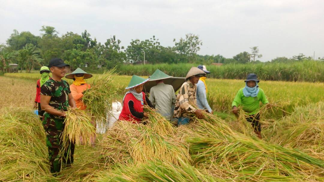 Ketahanan Pangan, Babinsa Kodim Madiun Terus Lakukan Pendampingan Kepada Petani