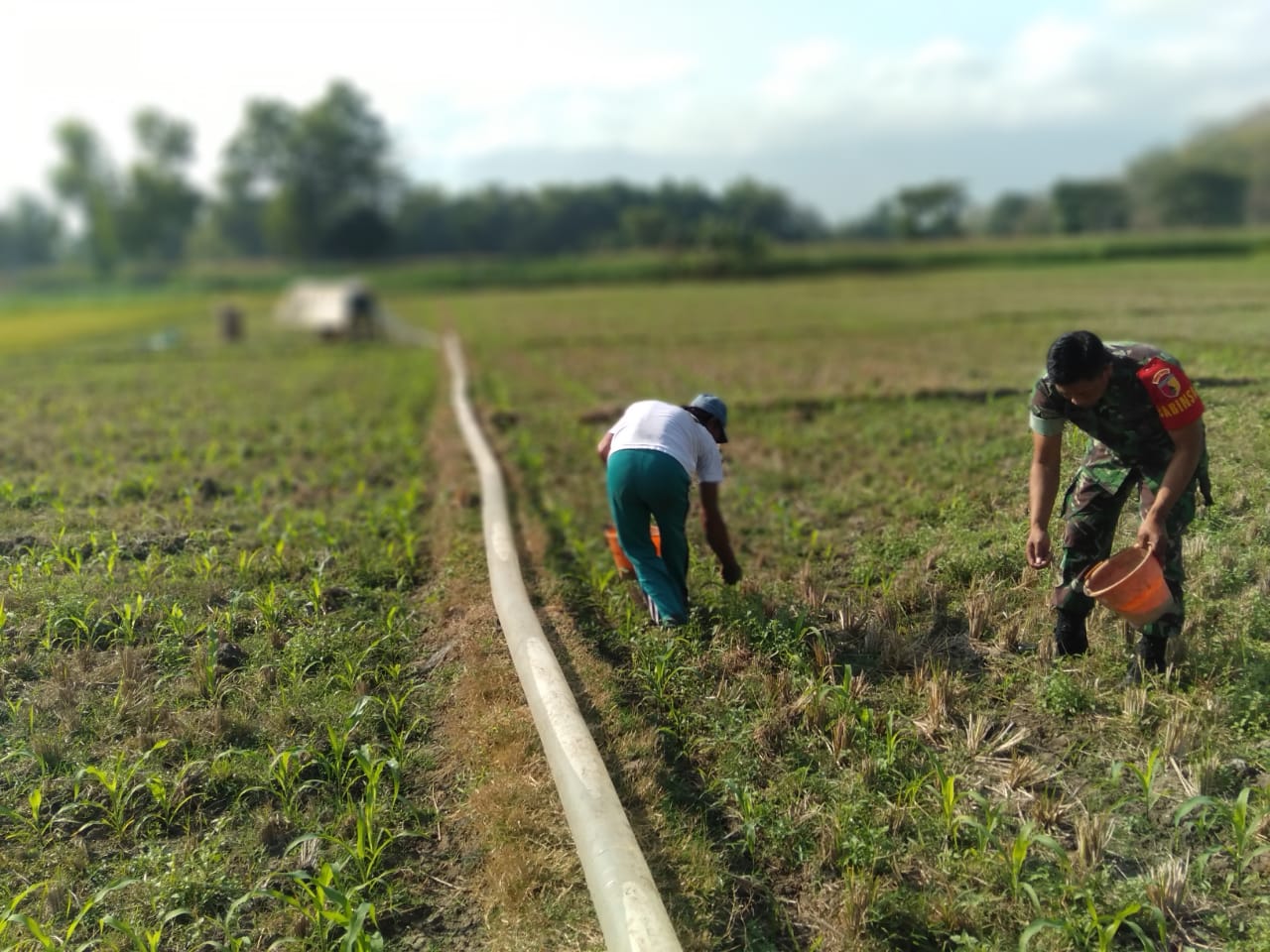 BABINSA KORAMIL SLAHUNG BANTU PETANI PUPUK TANAMAN JAGUNG