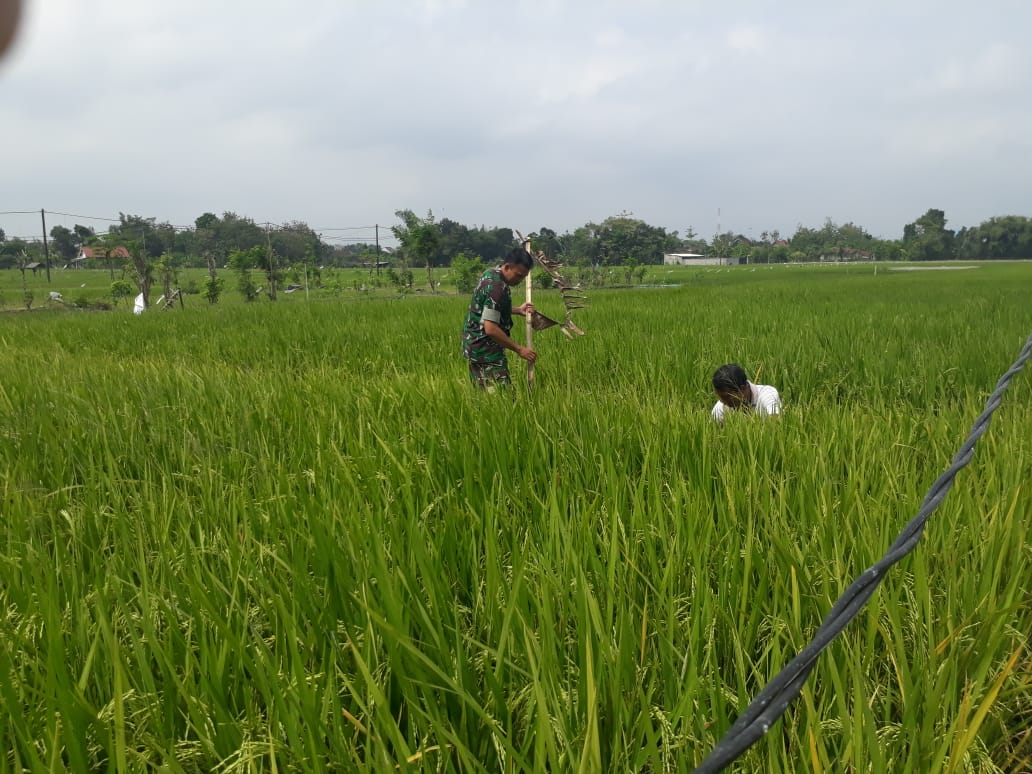 Serda Wakidi Bantu Petani Pasang Tali Pengusir Hama Burung