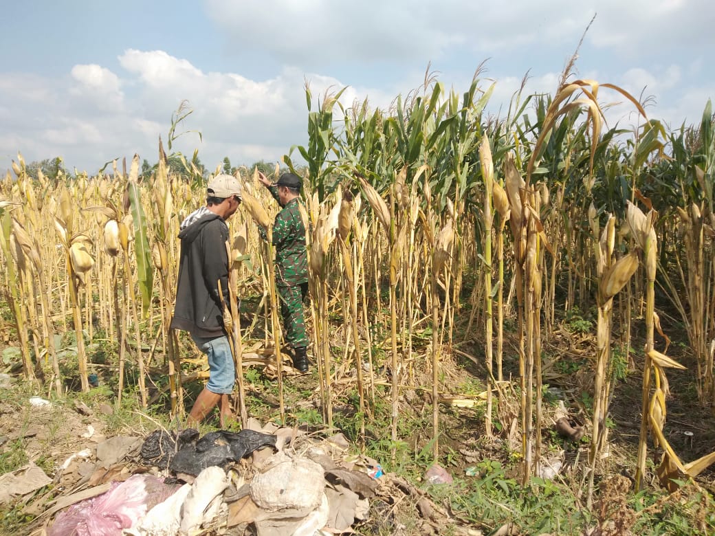Poktan Among Tani Dapat Pendampingan Babinsa Dalam Monitoring Tanaman Jagung Sebelum Masa Panen