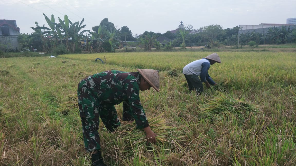 Tanpa Ragu, Sertu Sugiyarto Terjun Ke Sawah Bantu Petani Panen Padi