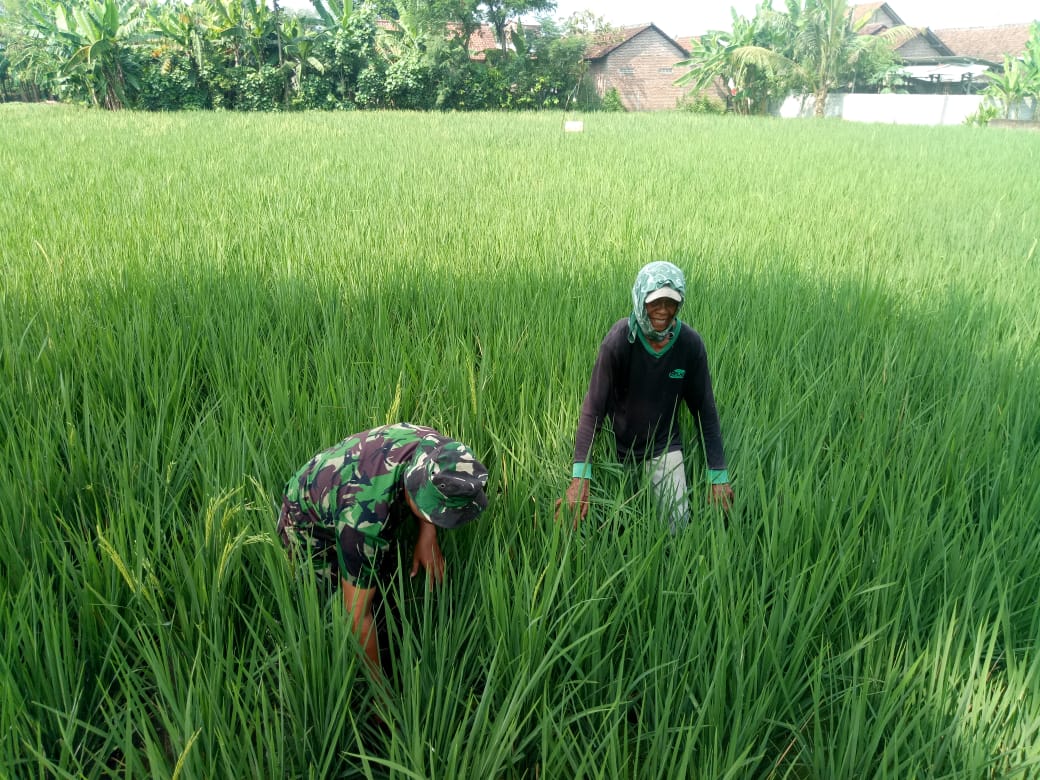 Jaga Kesuburan Tanaman, Babinsa Desa Karangrejo Dampingi Petani Matun Padi