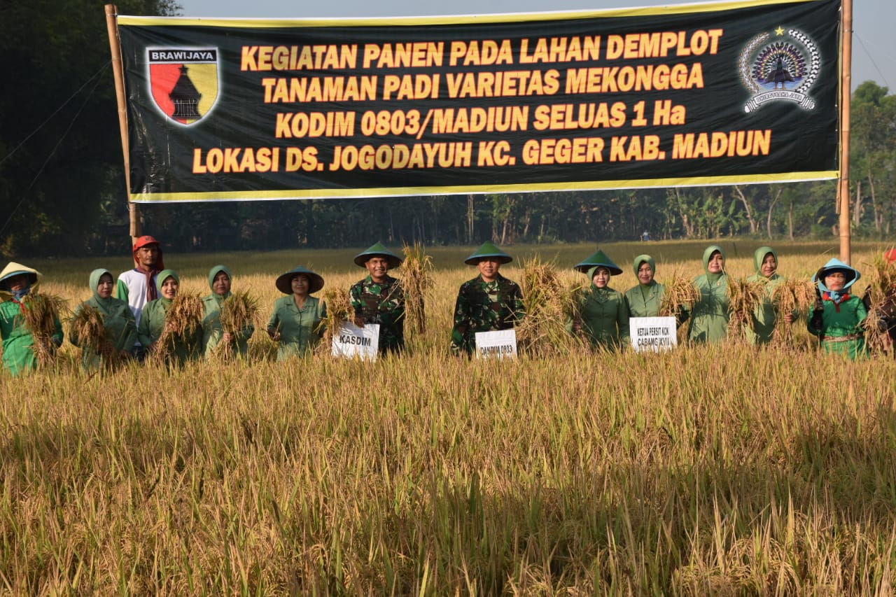 Hadiri Panen Raya, Dandim 0803/Madiun : Babinsa Berperan Aktif Mendampingi Petani