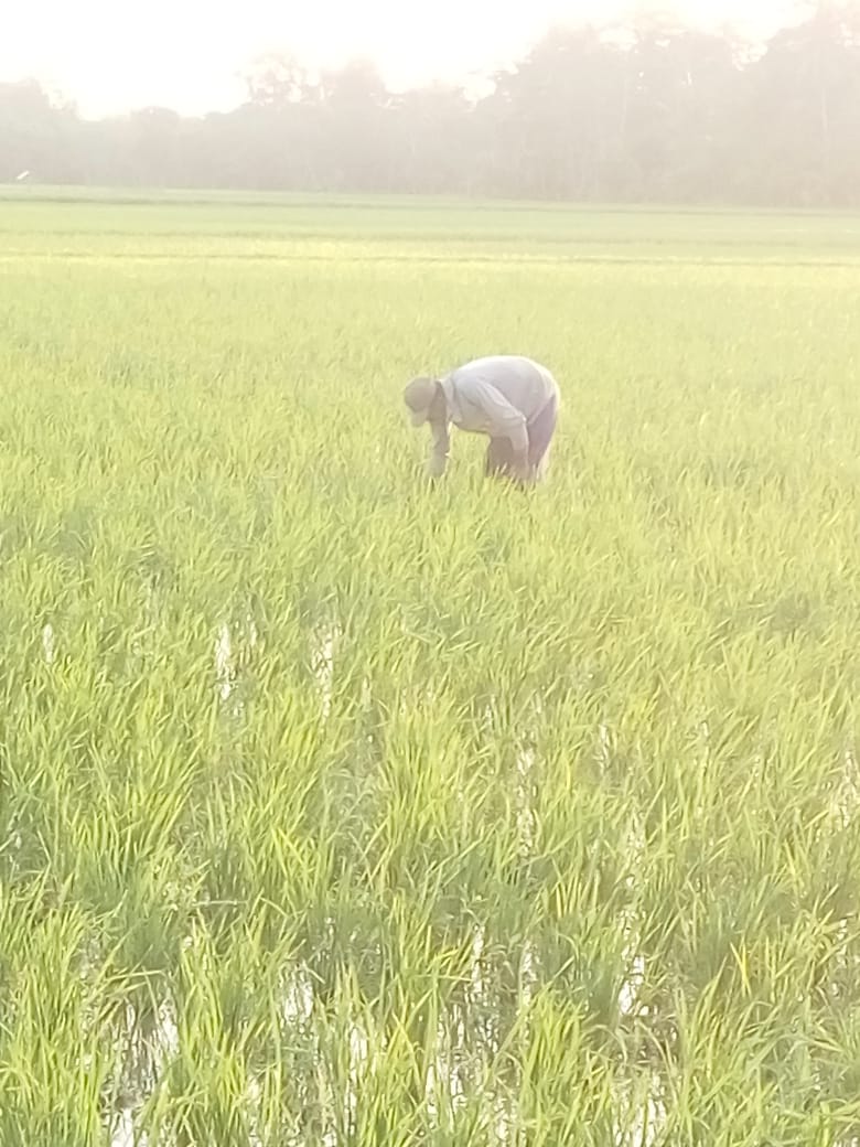 Hama Tikus Dan Lembing Serang Belasan Hektare Tanaman Padi Di Lamsel
