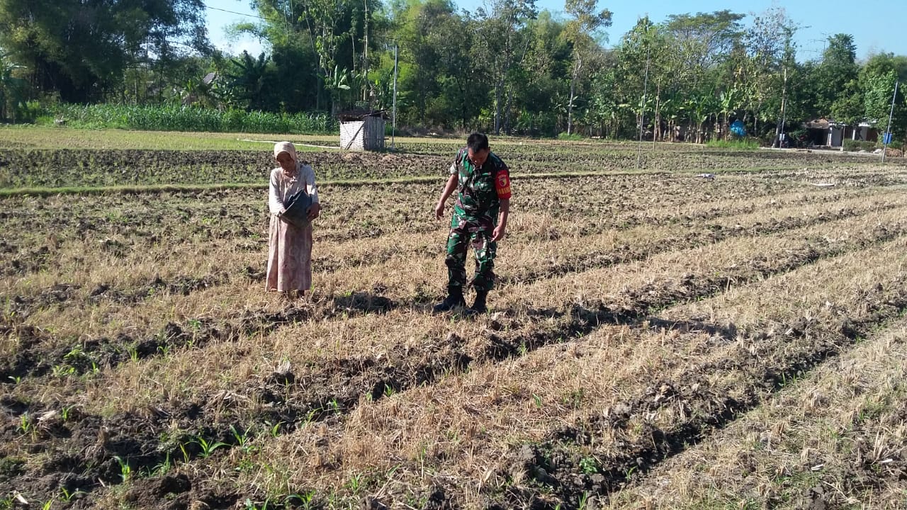 BABINSA KORAMIL JAMBON BANTU PETANI PUPUK TANAMAN JAGUNG