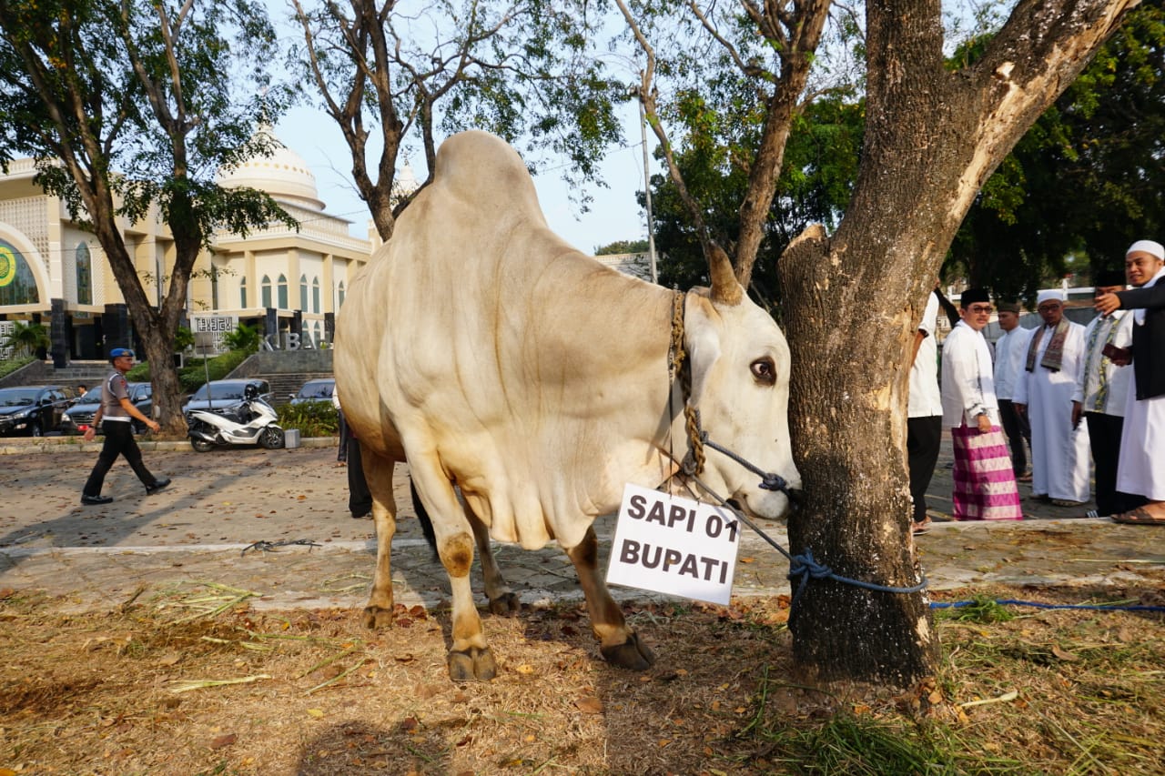Hewan Qurban Dari Plt Bupati Lampung Selatan