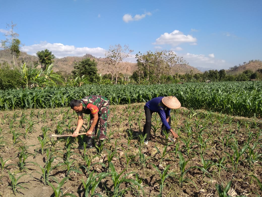 TINGKATKAN HASIL PANEN, BABINSA KORAMIL BUNGKAL BANTU PETANI BERSIHKAN LAHAN JAGUNG