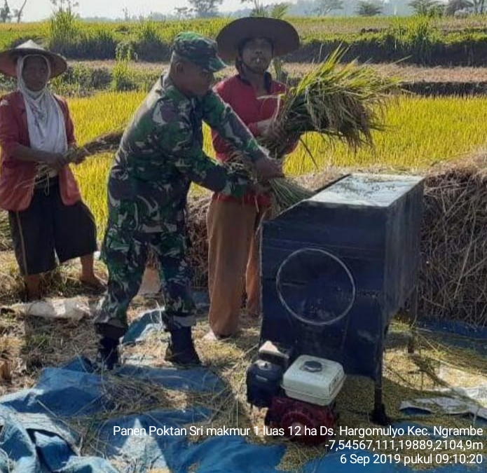 Anggota Koramil 0805/07 Ngrambe Bantu Petani Panen Padi