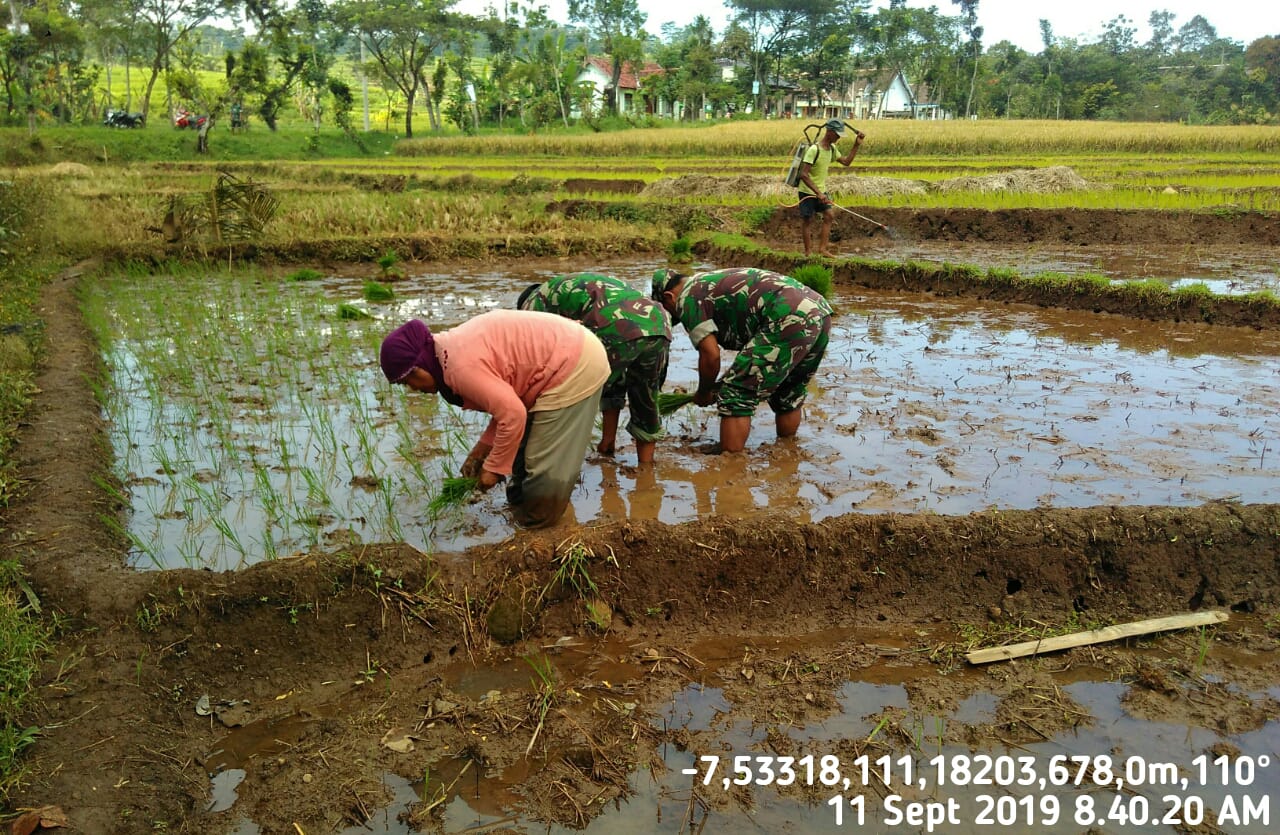 Biarpun Panas Matahari Menyengat, Anggota Koramil 0805/10 Sine Tetap Semangat Bantu Petani