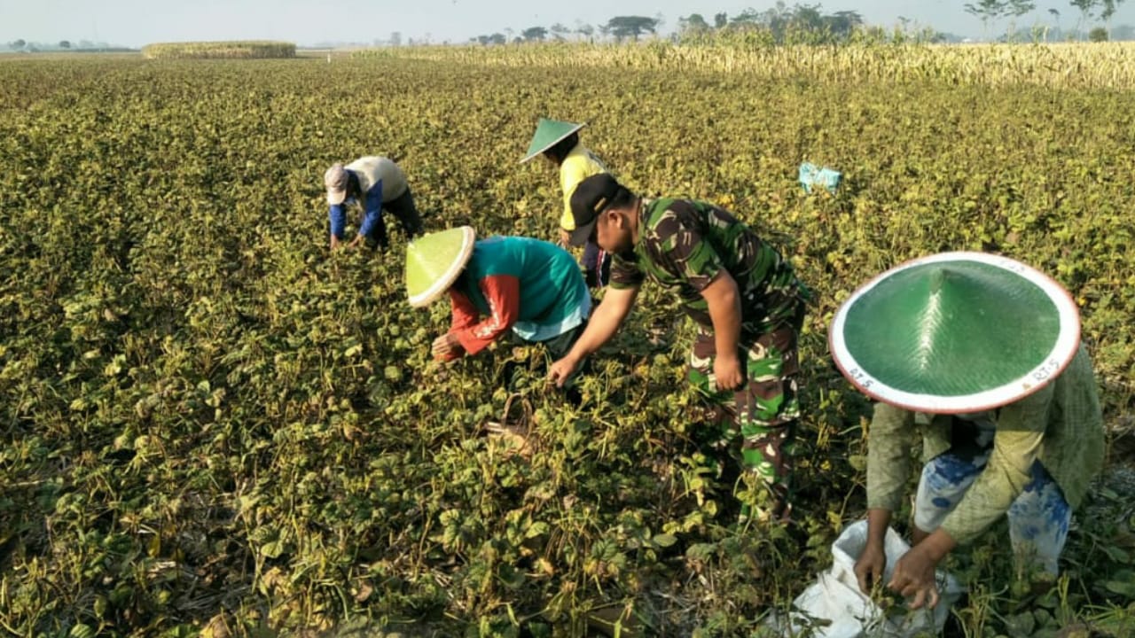 Dorong Peningkatan Hasil Palawija, Babinsa Bulu Dampingi Petani Hingga Panen