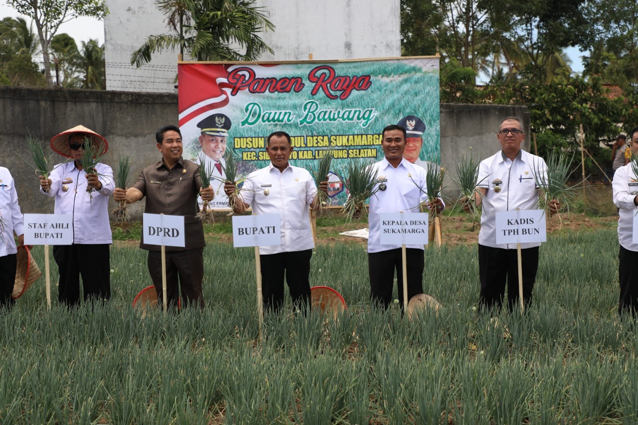 Nanang Panen Raya Daun Bawang Di Desa Sukamarga
