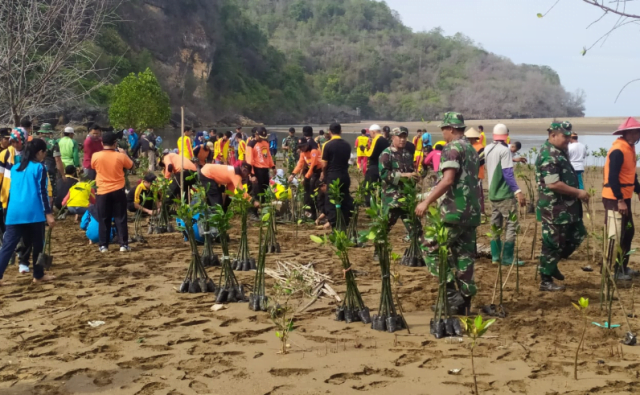 Cegah Abrasi, 2.200 Pohon Mangrove Kembali Ditanam di Pancer