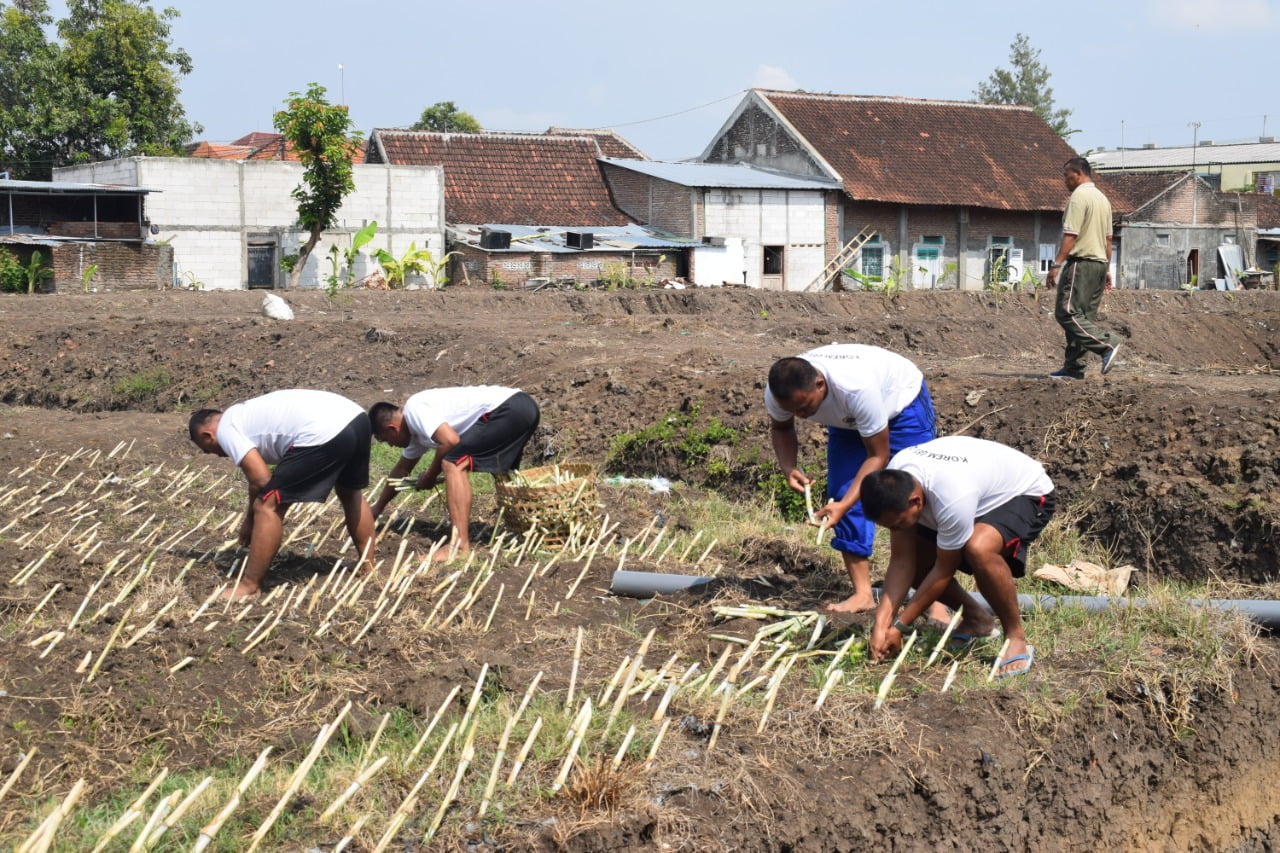 Siap Beternak Sapi, Korem 081/DSJ Budidaya Rumput Gajah