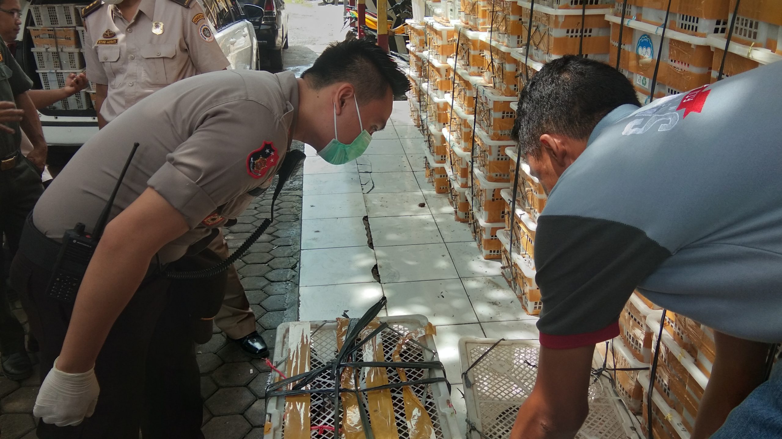 KSKP Bakauheni Amankan Ribuan Ekor Burung Berbagai Jenis Tanpa Kelengkapan Dokumen Resmi