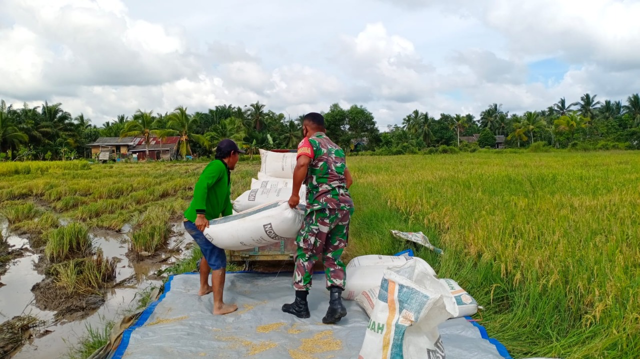 Babinsa Koramil Babulu Turun ke Sawah Bantu Petani Panen Padi