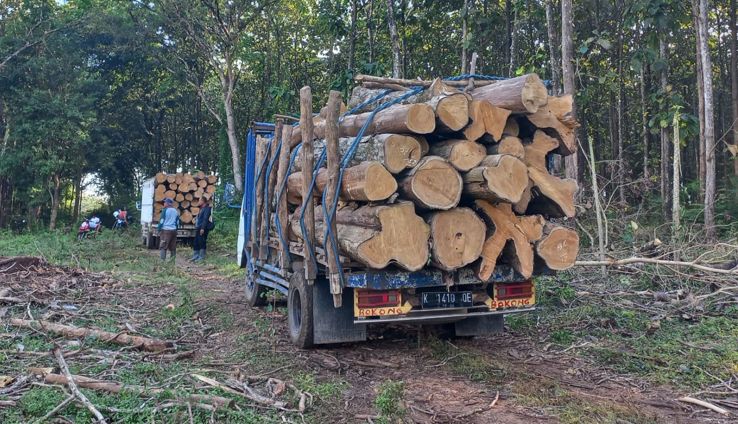 Pengangkutan Kayu Tebangan Di KPH Blora Diduga Ilegal