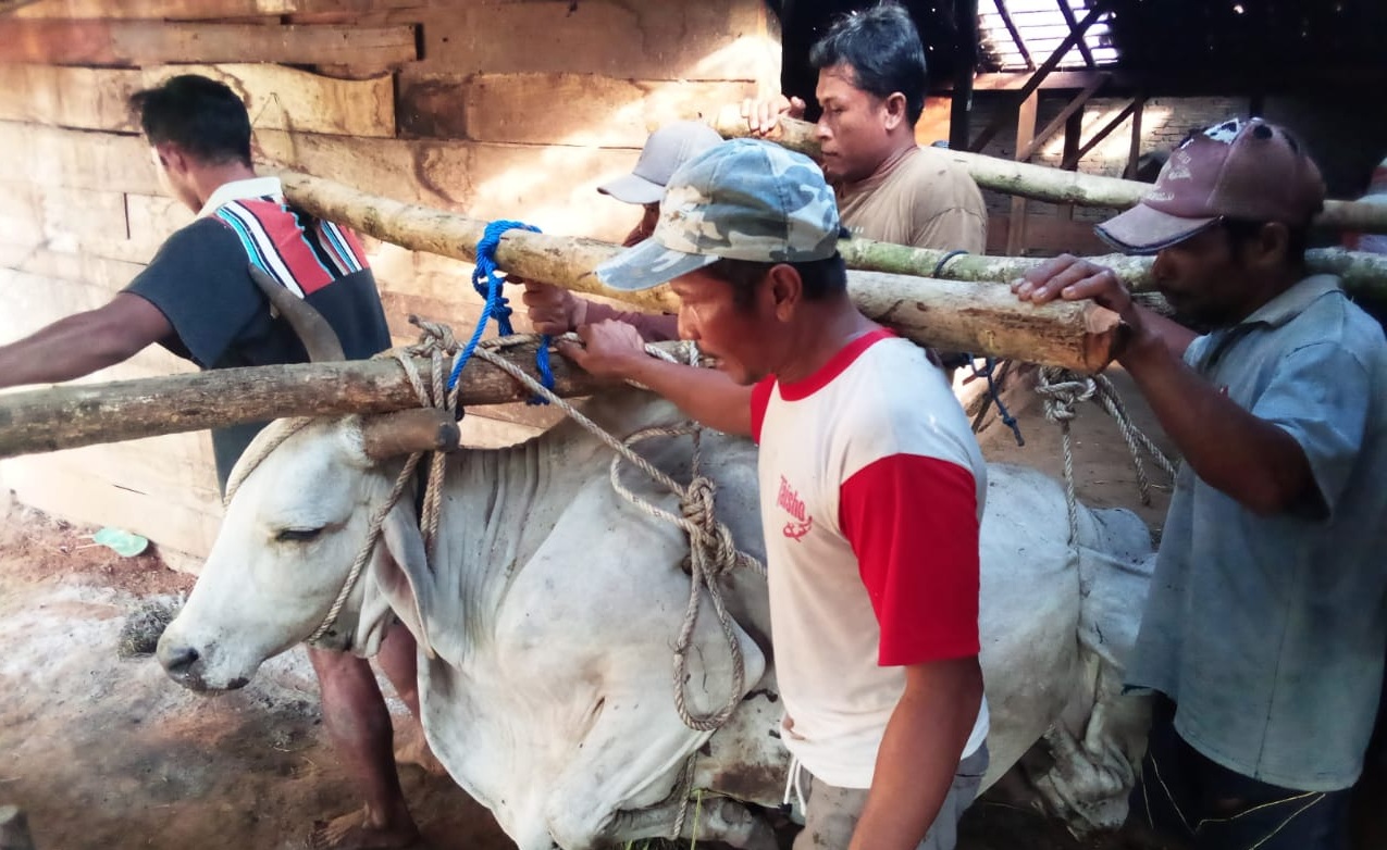 Warga Harus Rogoh Kocek Untuk Penguburan Sapi Terjangkit PKM