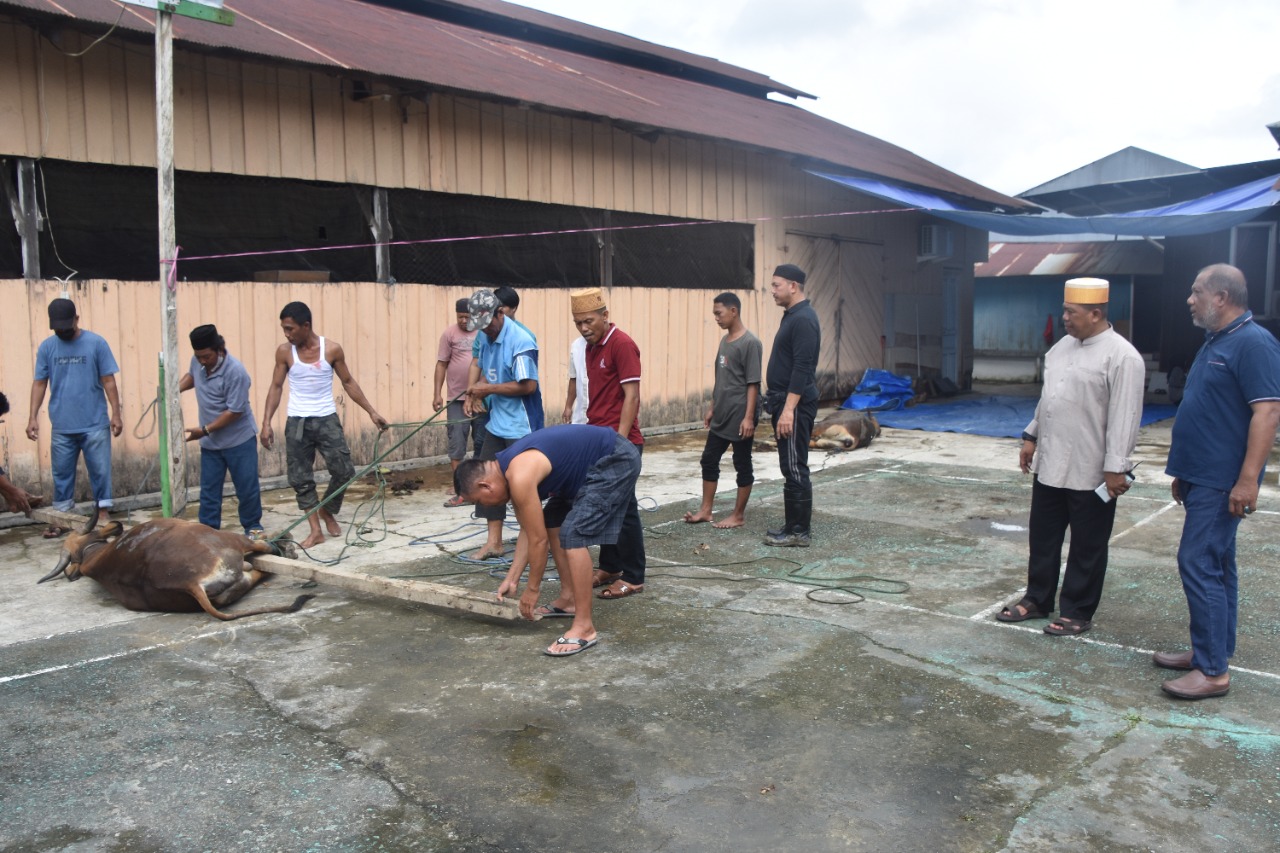 KKDB Sulsel di Kaltim Sembeli 3 Ekor Sapi Untuk Warga