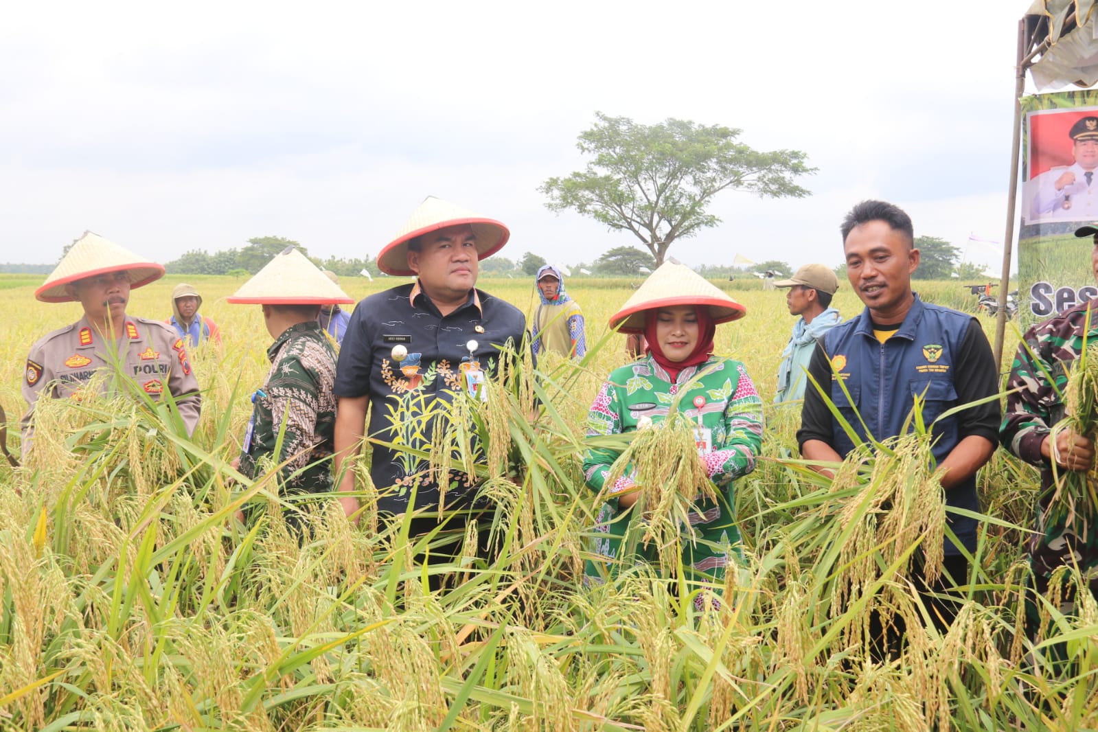 Varitas Padi Tahan Hama Karya Petani Blora