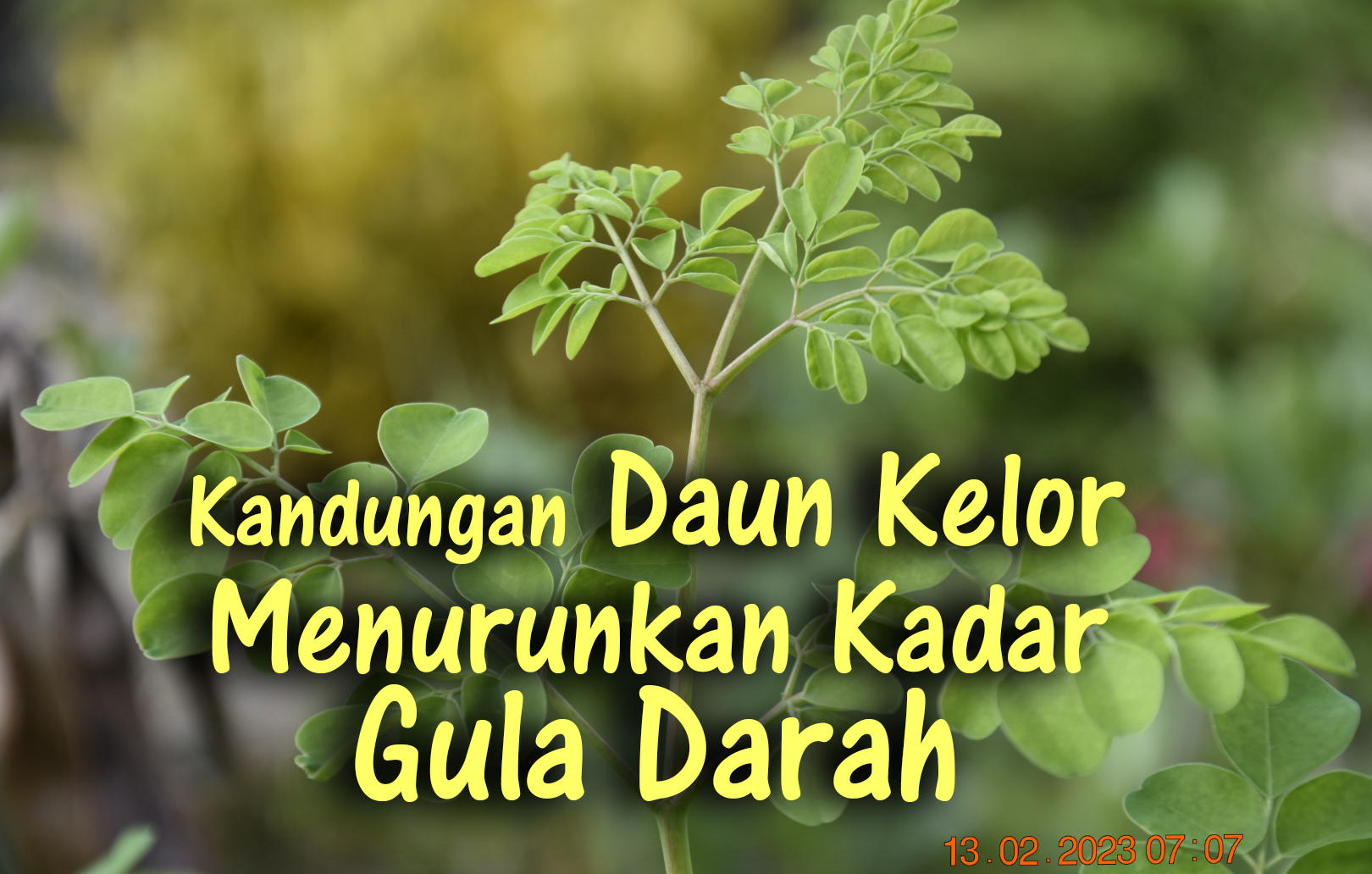 Kandungan Daun Kelor Menurunkan Kadar Gula Darah