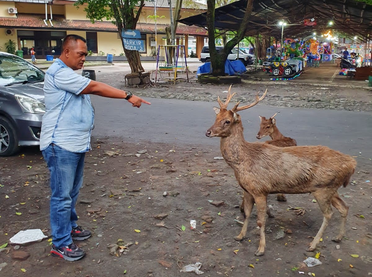 MIRIS, Puluhan Ekor Rusa di Sriwedari Kondisinya Memprihatinkan