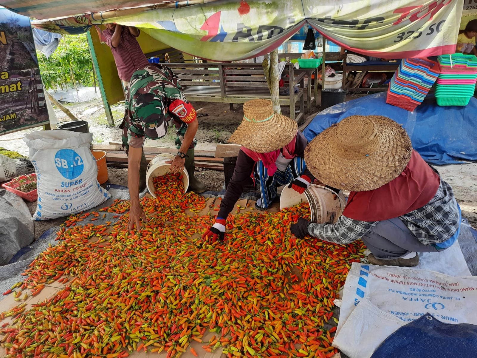 Babinsa Koramil Penajam Kopka Gampang Bersama Pok Tani Panen Cabe
