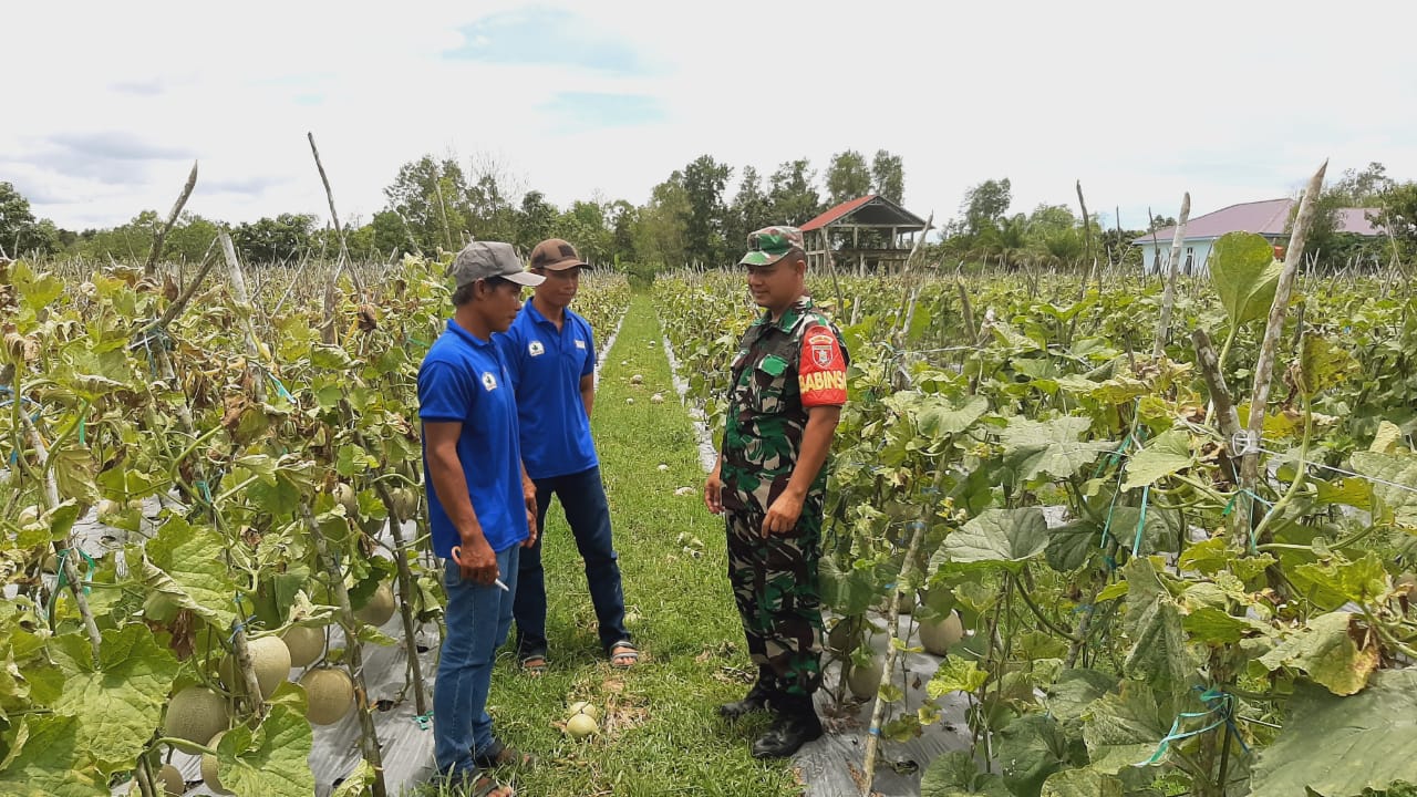 Babinsa Penajam Komsos Serta Bantu Warga Perawatan Tanaman Buah Melon di Desa Girimukti