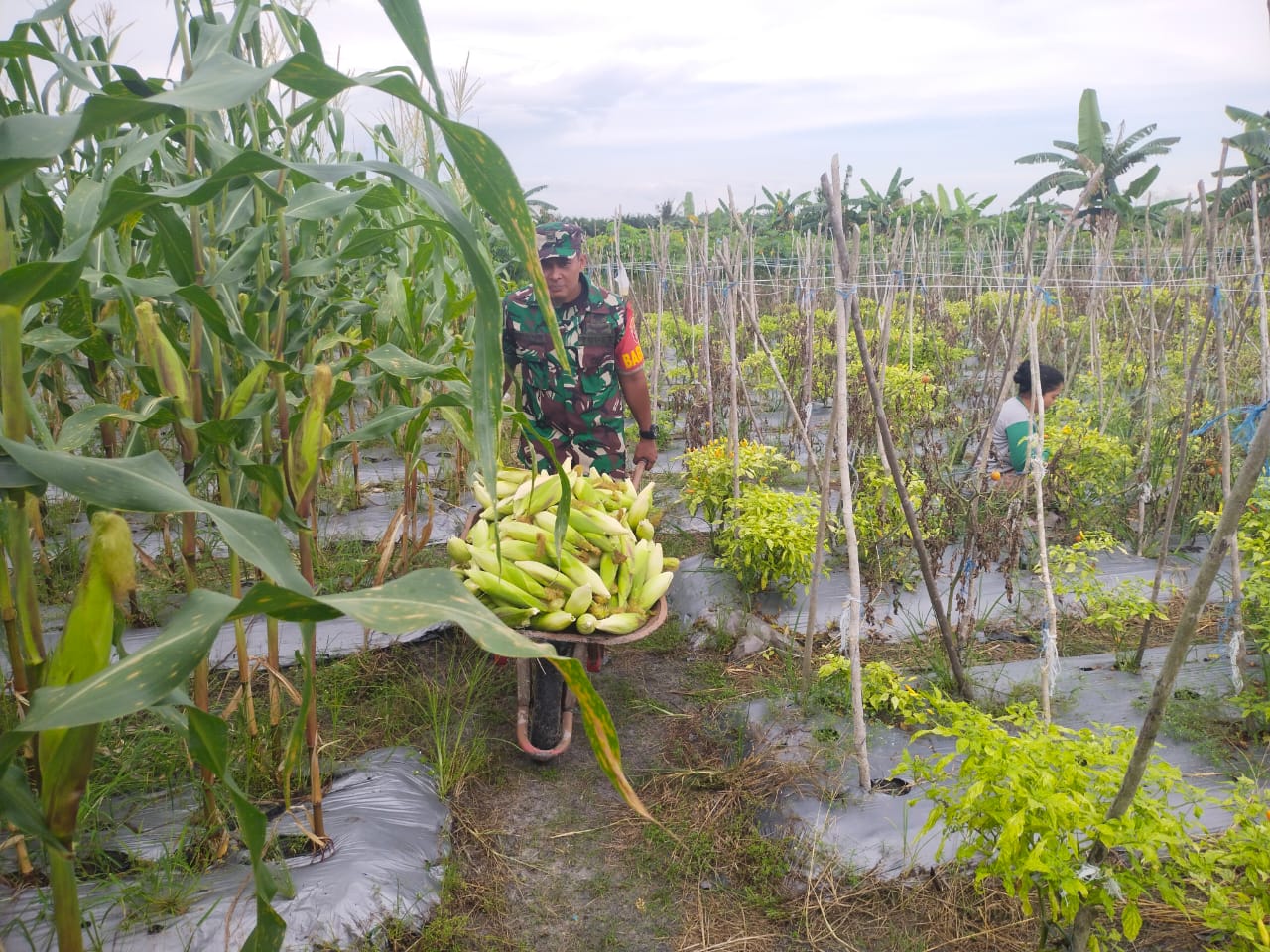 Sukseskan Ketahanan Pangan, Babinsa Sungai Parit Bantu Petani Panen Jagung