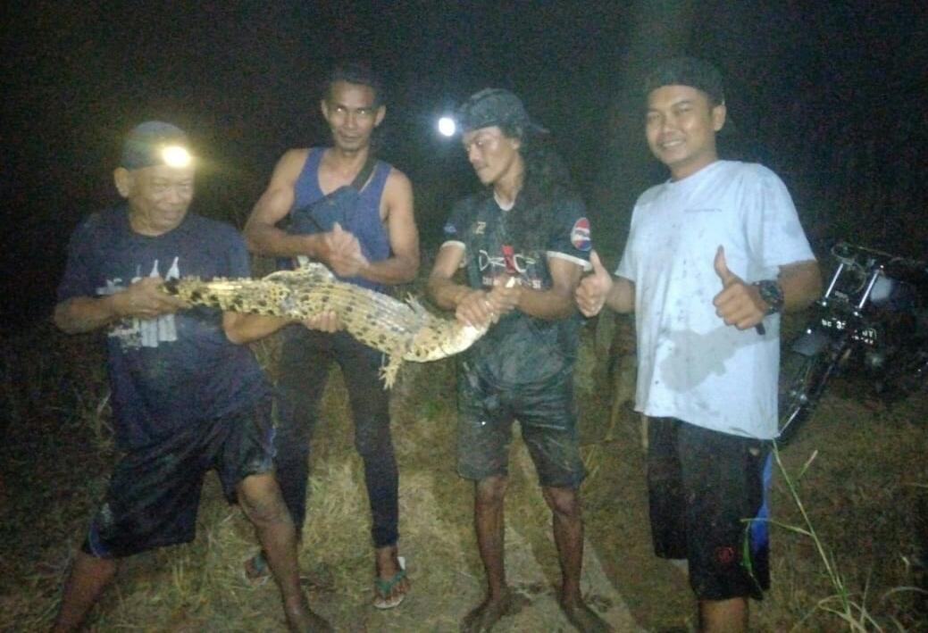 Seekor Buaya Ukuran 2 Meter Masuk Kolam Ikan Milik Warga Fajarbaru 