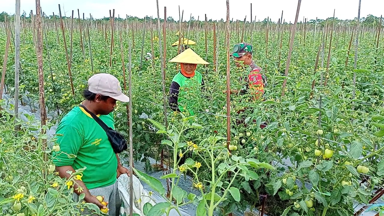 Babinsa Panca Jaya Lakukan Pendampingan Petani Tomat
