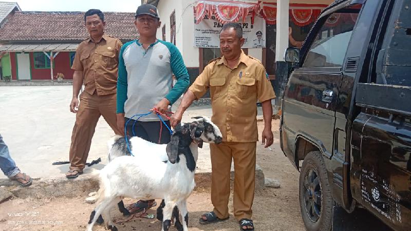 Pemdes Sidoharjo Salurkan 12 Ekor Kambing