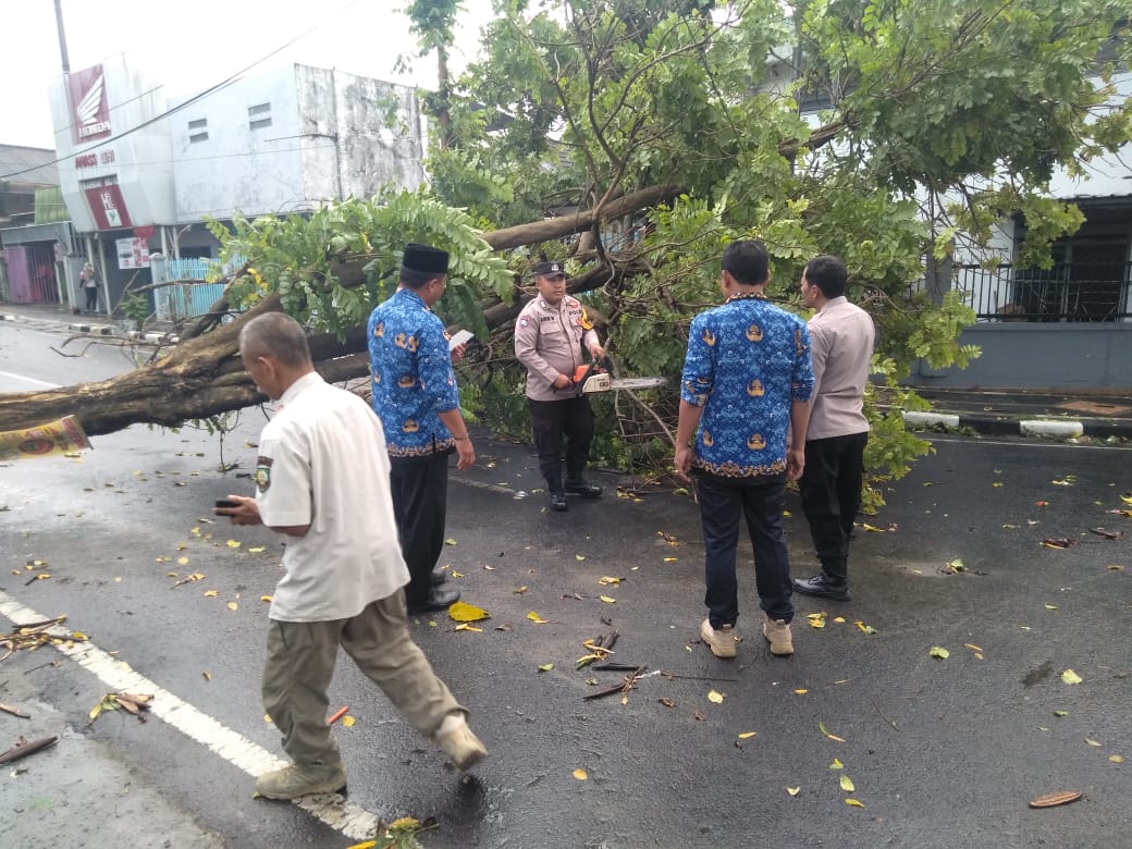Blora Mulai Dilanda Cuaca Ekstrem, Puluhan Pohon Tumbang