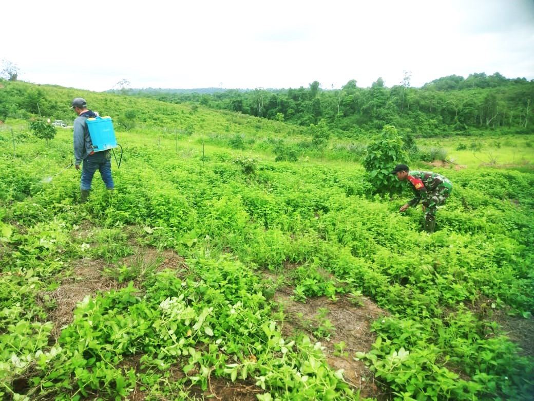 Hanpangan Lokal, Babinsa Muara Kaman Kodam VI/Mlw Bantu Warganya Buka Lahan Pertanian