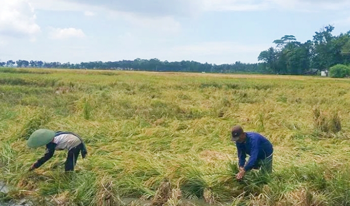 Diterjang Angin Kencang Puluhan Hektare Padi Siap Panen Rata Dengan Tanah