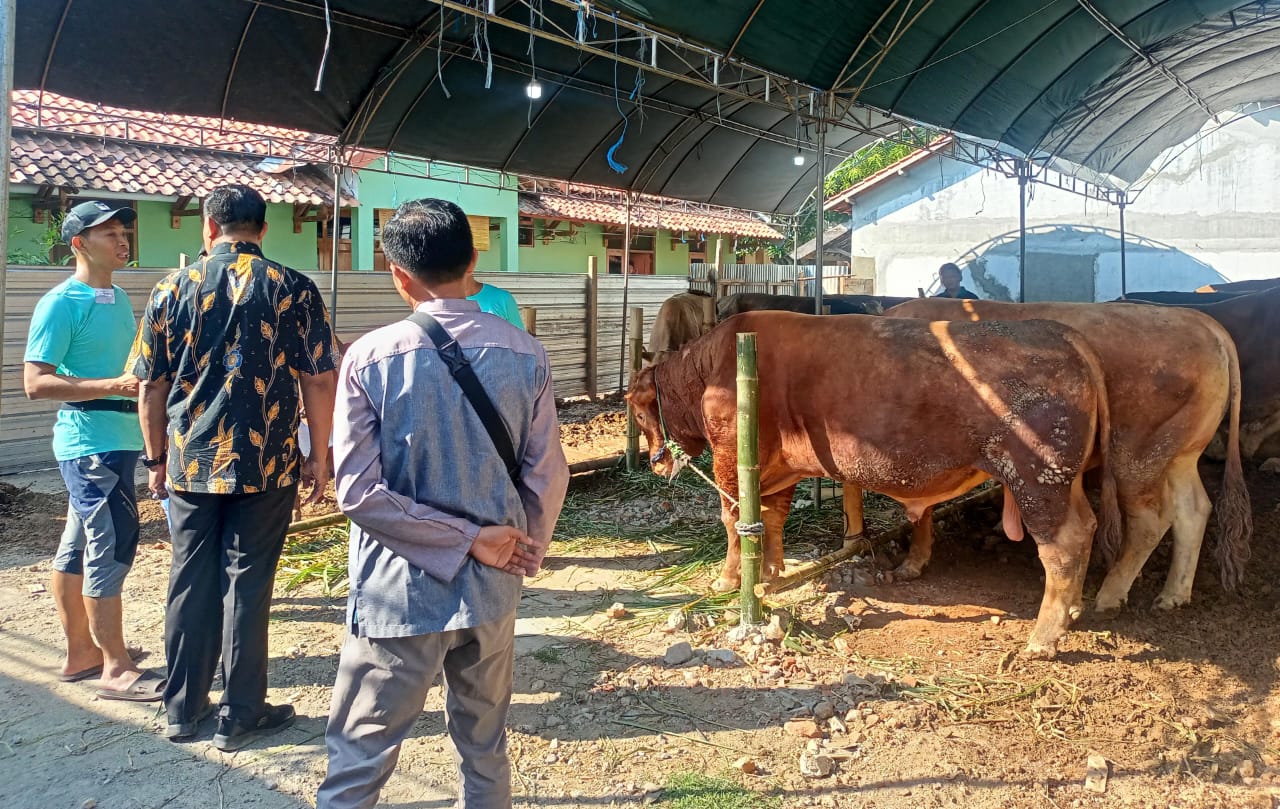 Di Hari Raya Idul Adha 1445 H Masjid Moetiah Blora Menyembelih 26 Ekor Sapi dan 9 Ekor Kambing